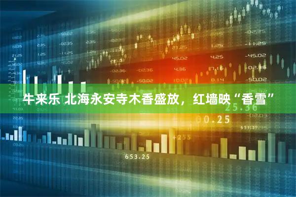 牛来乐 北海永安寺木香盛放，红墙映“香雪”